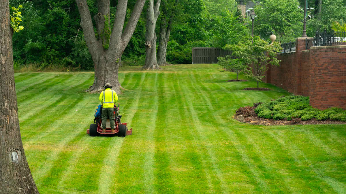 Crew member mowing a striped lawn on a stand-on mower
